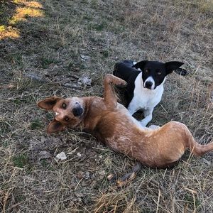 Meet your Posher, Brittney